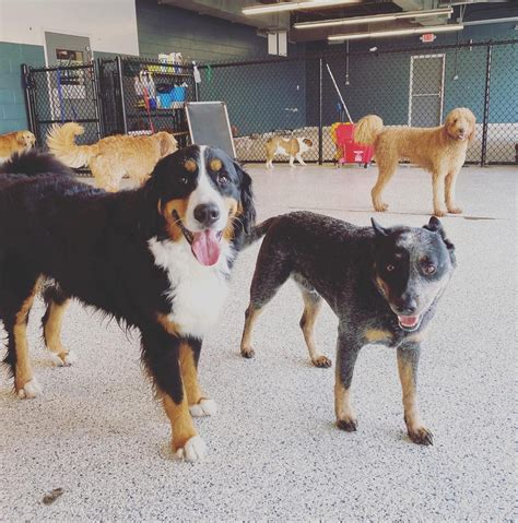 doggy day care fayetteville|Dog Boarding, Grooming, Daycare .